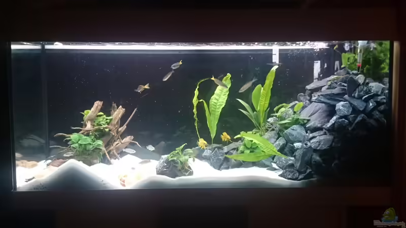 Aquarium Hauptansicht von Mein erster Versuch von Mobbl (1)
