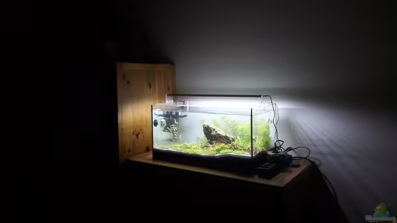 Aquarium Hauptansicht von Mein erstes Garnelenbecken von Martin1a