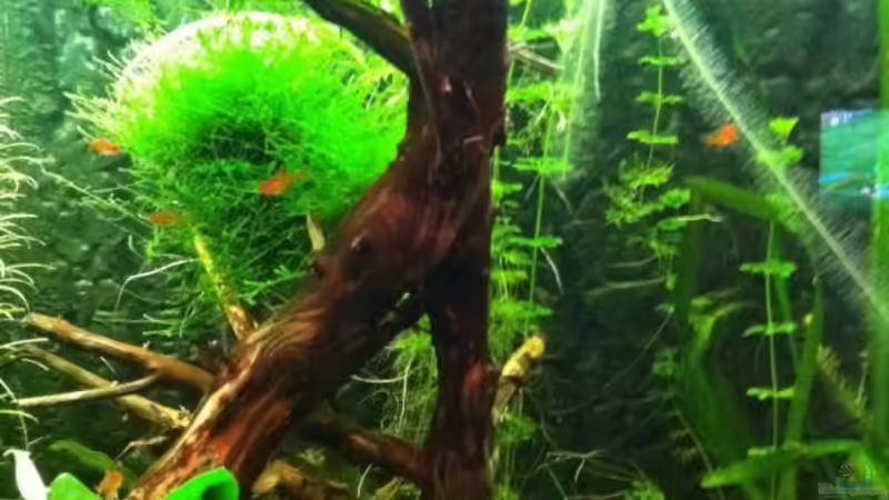 Aquarium Hauptansicht von Mein erstes größeres Projekt von Daniel B (1)