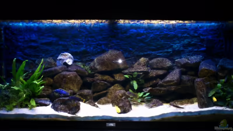 Aquarium Hauptansicht von Mein erstes Malawibecken von Stulli (1)