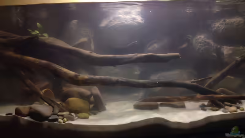 Aquarium Hauptansicht von Mein erstes von Ca36du (1)