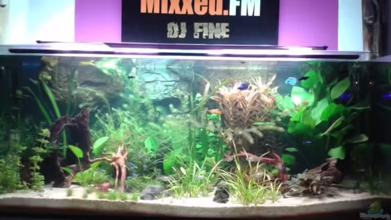 Aquarium Hauptansicht von Mein Harz Waldgewässer von dennis.h