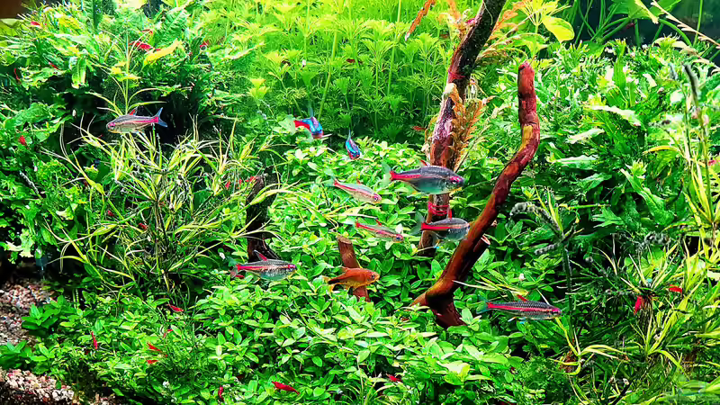 Aquarium Hauptansicht von mein kleines Amazonas Scape