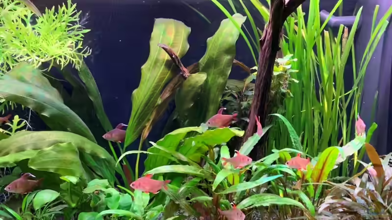 Aquarium Hauptansicht von Mein kleines &quot;Juwel&quot; nur mehr als Beispiel von ernst11 (1)