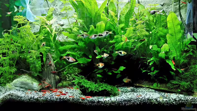 Aquarium Hauptansicht von mein kleines Asien Becken