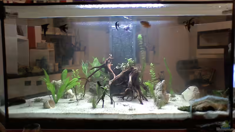 Aquarium Hauptansicht von Mein kleines Unterwasserparadies von frettchen87