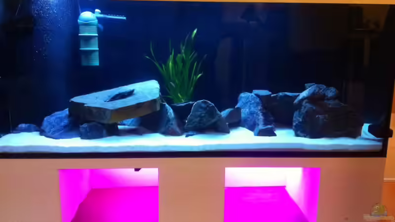 Aquarium Hauptansicht von Mein Malawi Dream