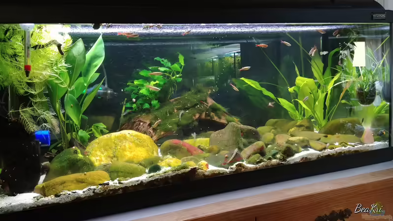 Aquarium Hauptansicht von Mein neuer Flossensauger Traum von Miss Kasimir (1)