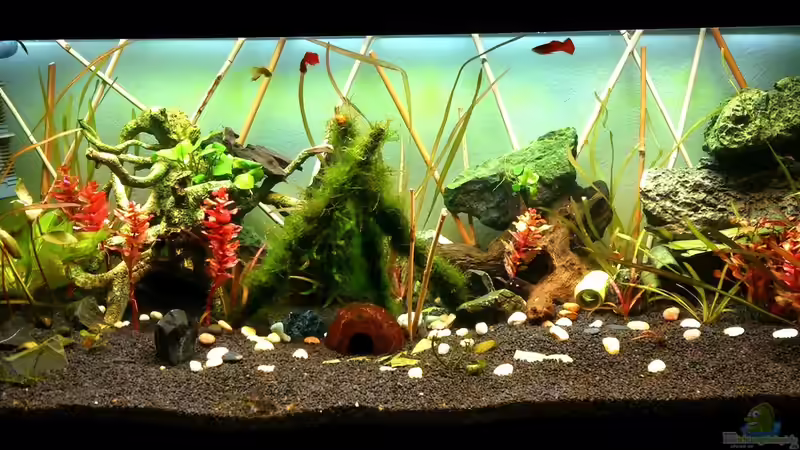 Aquarium Hauptansicht von Mein neues Becken von Bountex