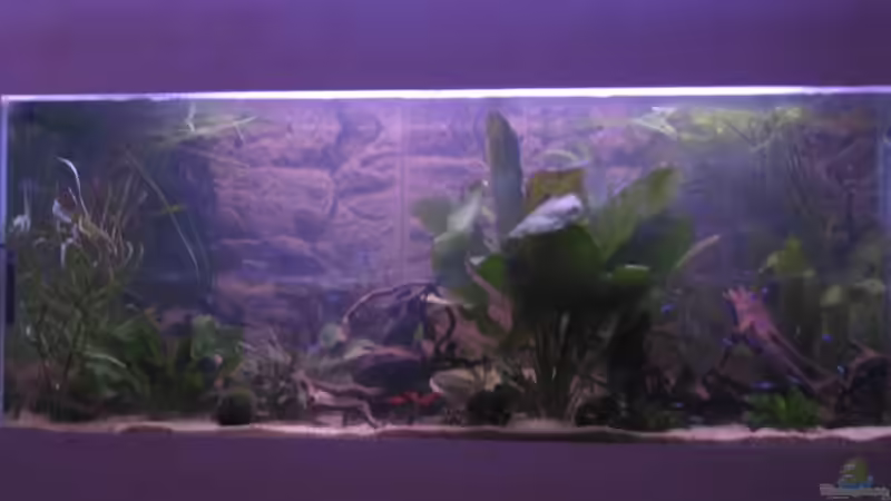 Aquarium Hauptansicht von Mein neues Becken
