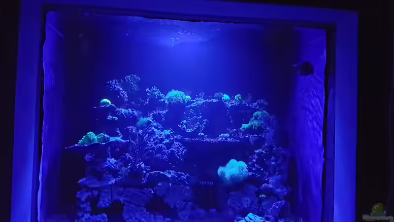 Aquarium Hauptansicht von Mein Reef von Toshi (1)