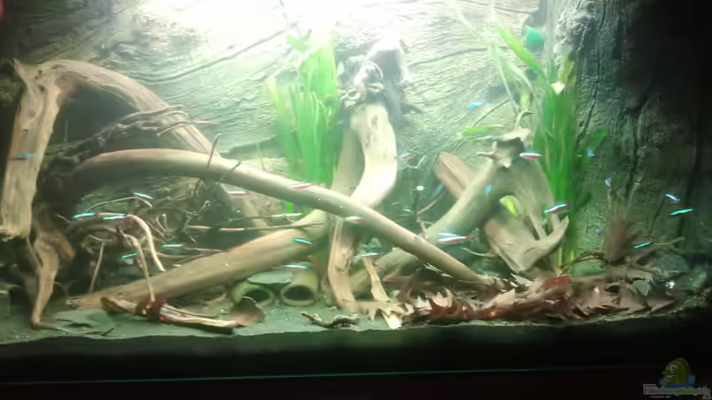 Aquarium Hauptansicht von Mein Rio Tapajos von Goldi 1977 (1)