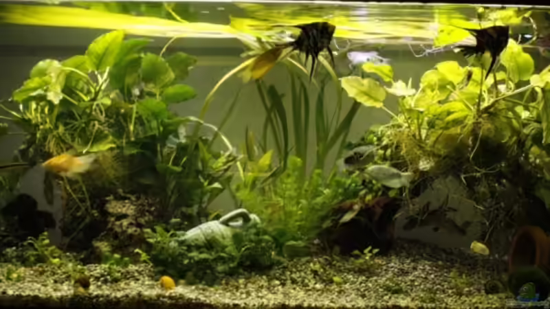 Aquarium Hauptansicht von Mein Schatz