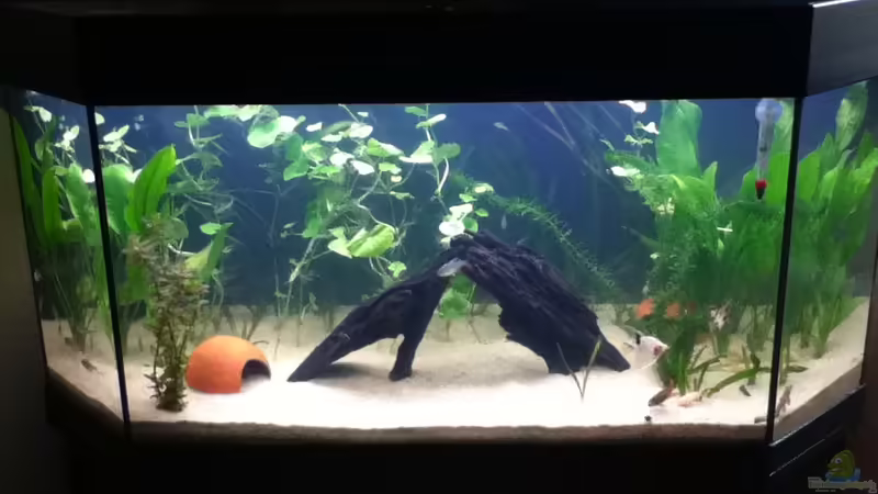 Aquarium Hauptansicht von Mein Südamerika Becken