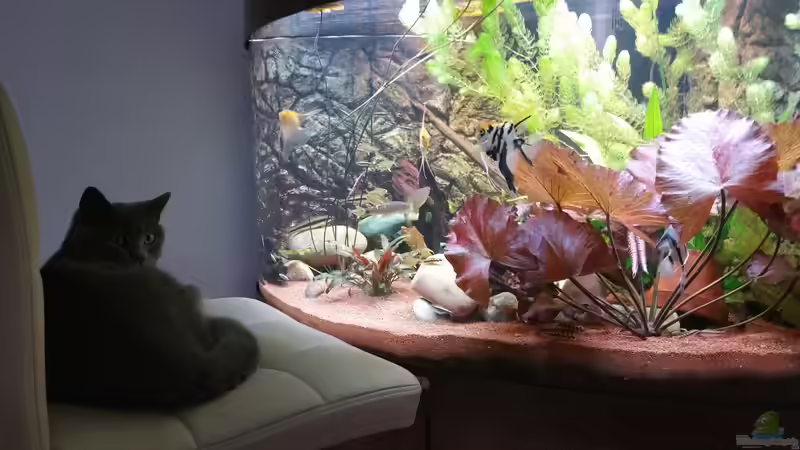 Aquarium Hauptansicht von Mein Südamerika