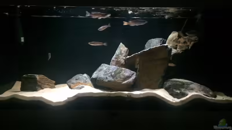 Aquarium Hauptansicht von Mein Tanganjikabecken von Maxi13 (1)