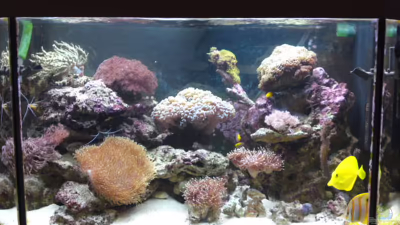 Aquarium Hauptansicht von MEIN WELLNESSBEREICH von ~Sascha~ (1)