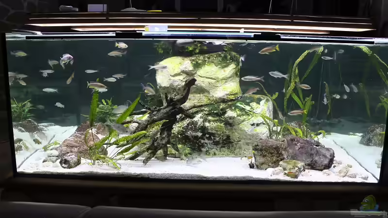 Aquarium Hauptansicht von Mein Wohnzimmersee