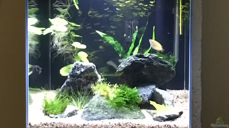 Aquarium Hauptansicht von Meine Guramis von Ceu-Ceu (1)
