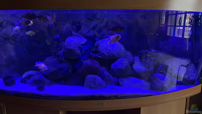 Aquarium Hauptansicht von Meine Malawi Ecke