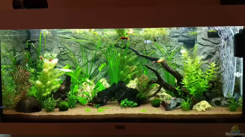 Aquarium Hauptansicht von Meine Oase von Spreeaffe