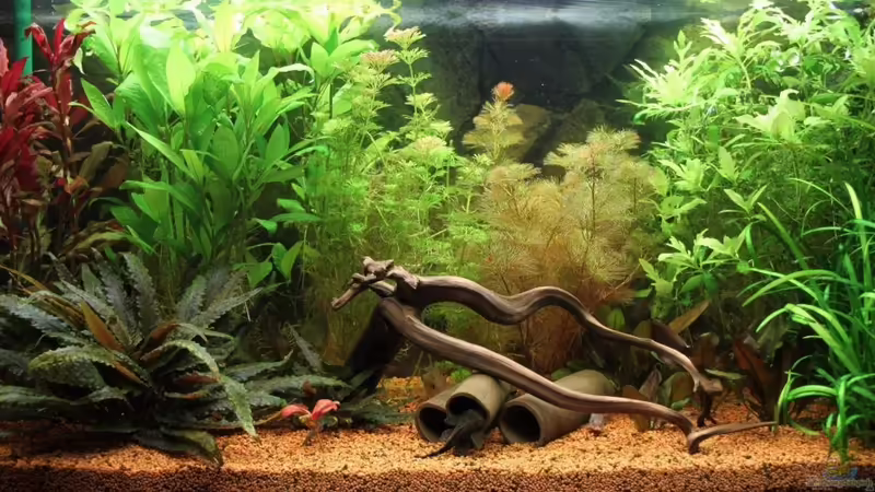 Aquarium Hauptansicht von Meine Unterwasserwelt