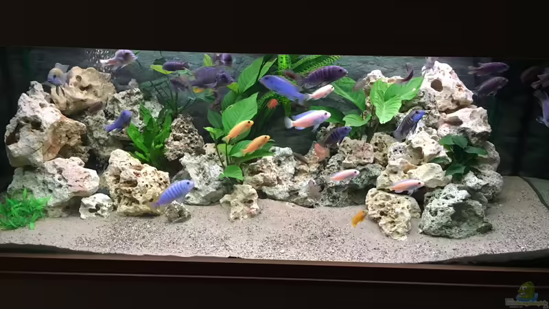 Aquarium Hauptansicht von Meins von M1989L (1)