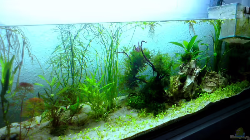 Aquarium Hauptansicht von Mesokosmos Aquarium Hauptansicht von Mesokosmos