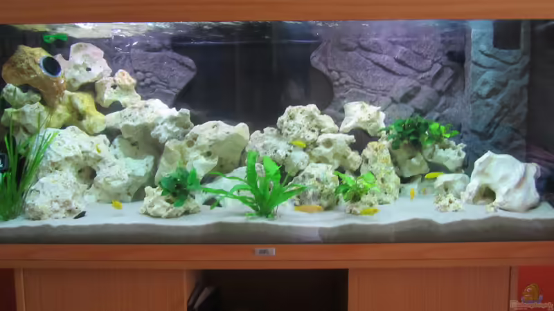 Aquarium Hauptansicht von Metalhead`s Malawi Pfütze von Metalhead672 (1)