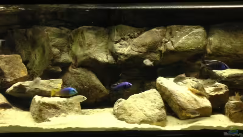 Aquarium Hauptansicht von Micha´s Malawi Tank (Nur noch als Beispiel)