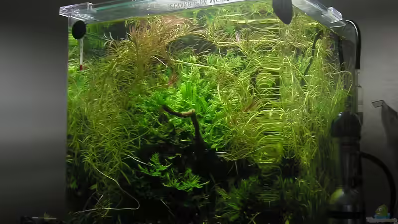 Aquarium Hauptansicht von Mikrokosmos 1.0