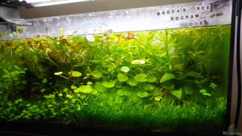 Aquarium Hauptansicht von Mikrokosmos 2.0 von Akula (1)