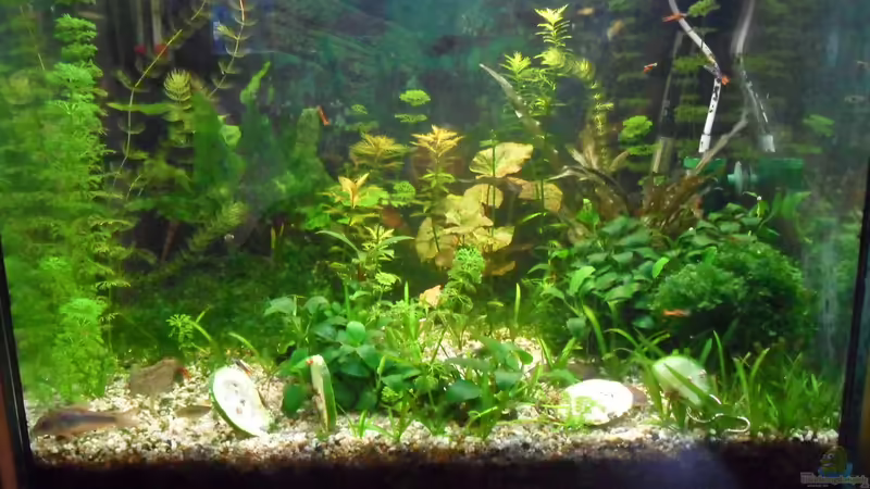 Aquarium Hauptansicht von mini becken von kleines becken (1)