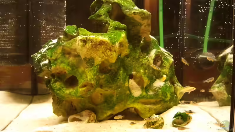 Aquarium Hauptansicht von mini-finkys