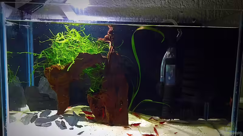 Aquarium Hauptansicht von Mini Paradies.... von Sale87 (1)