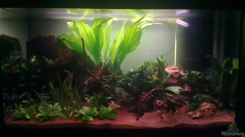 Aquarium Hauptansicht von Miniatur-Amazonien von Der Sebastian (1)