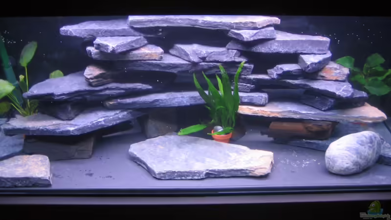 Aquarium Hauptansicht von minimalawi von mbunatico (1)