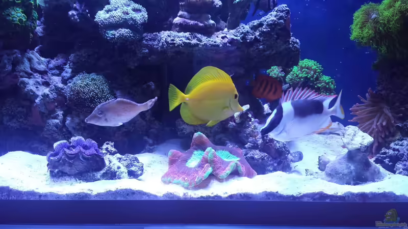 Aquarium Hauptansicht von minireef von Nigel Friss (1)