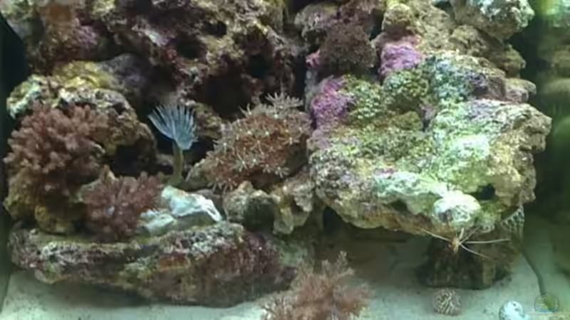 Aquarium Hauptansicht von Miniriff von Gernold (1)