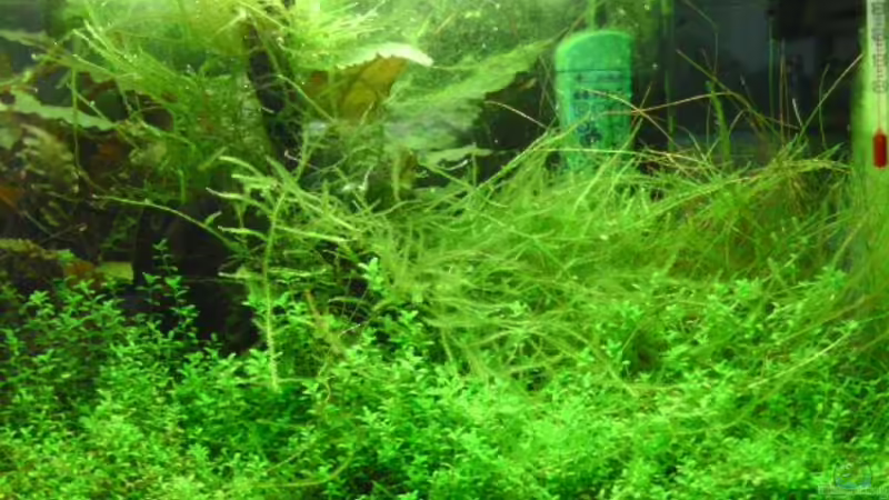 Aquarium Hauptansicht von Miniwiese von Culpepper (1)