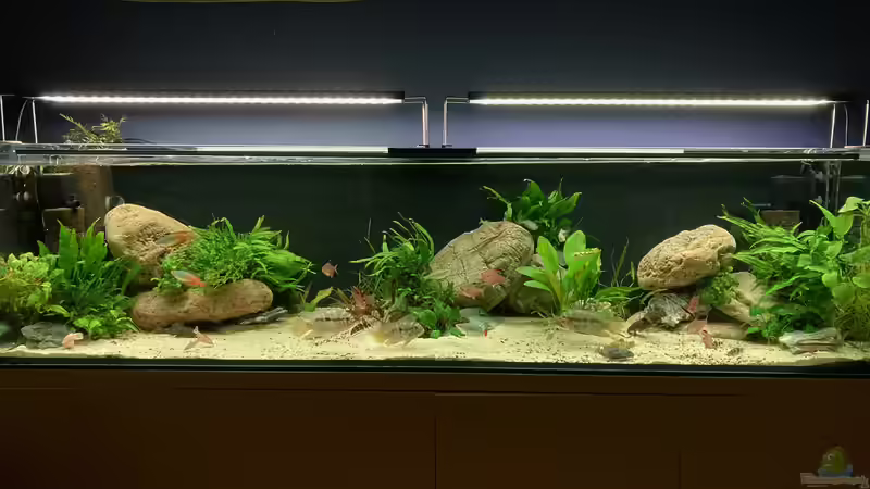 Aquarium Hauptansicht von Mischmasch