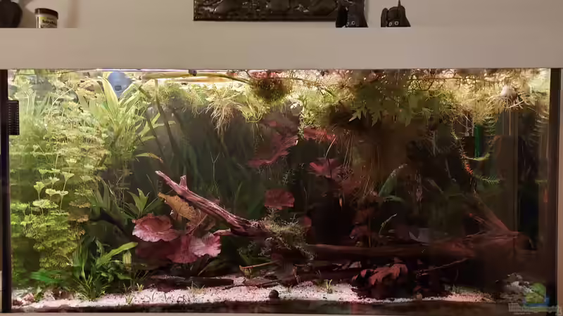 Aquarium Hauptansicht von Mittel- und Südamerika Gesellschaft von MichaMA