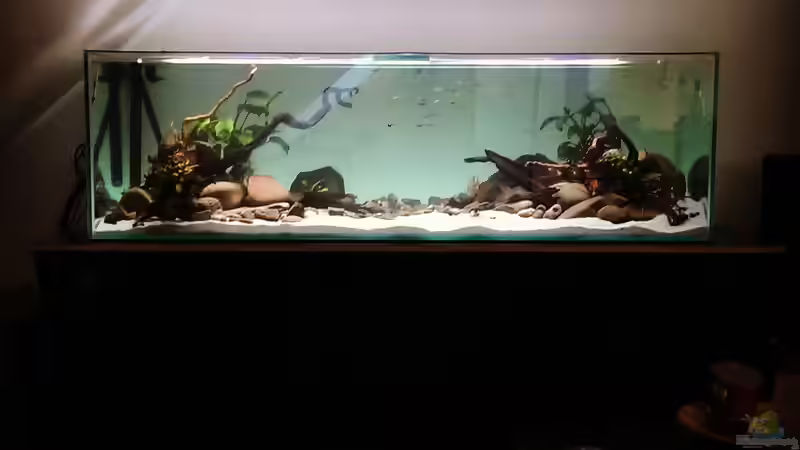 Aquarium Hauptansicht von Mittelamerika / Aquascape von Dubfocus (1)