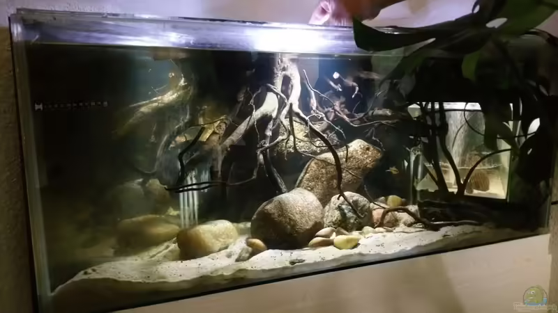 Aquarium Hauptansicht von Mittelamerika Ecke von Der Fischer (1)