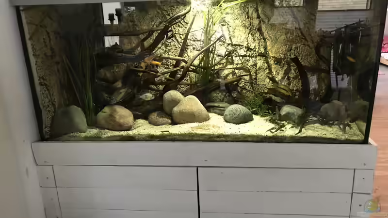 Aquarium Hauptansicht von Mittelamerika von Basti@ (1)