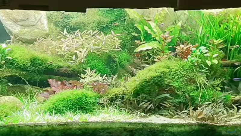 Aquarium Hauptansicht von Mix1 von Jungleman (1)
