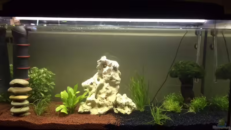 Aquarium Hauptansicht von moderne Unterwasserwelt