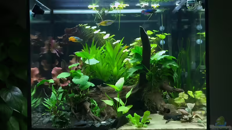 Aquarium Hauptansicht von Moehrchen's Lido