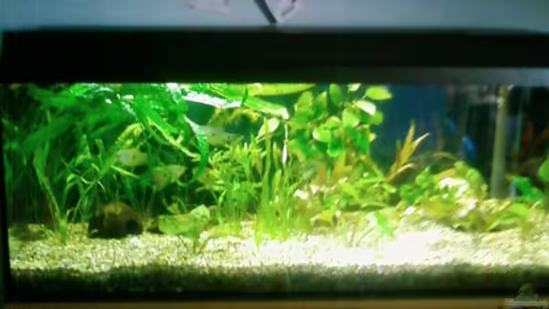 Aquarium Hauptansicht von MOINS von Kevin Knoll (1)