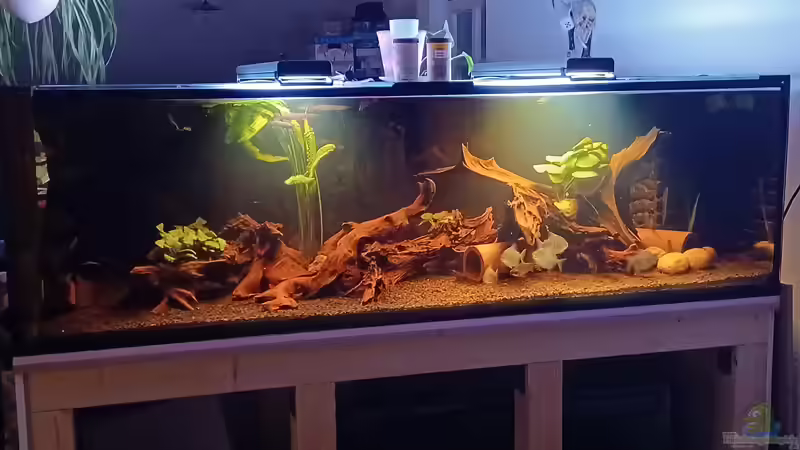 Aquarium Hauptansicht von Moorkienriff von Tobi82 (1)